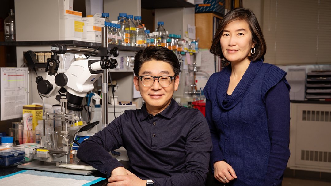 New research from the Chung lab &amp; collaborators found that mice with a genetic mutation associated w/ epileptic encephalopathy exhibit not only the seizure &amp; behavioral symptoms of the disorder, but also neural degeneration and inflammation in the brain.

bit.ly/3q3a8tX