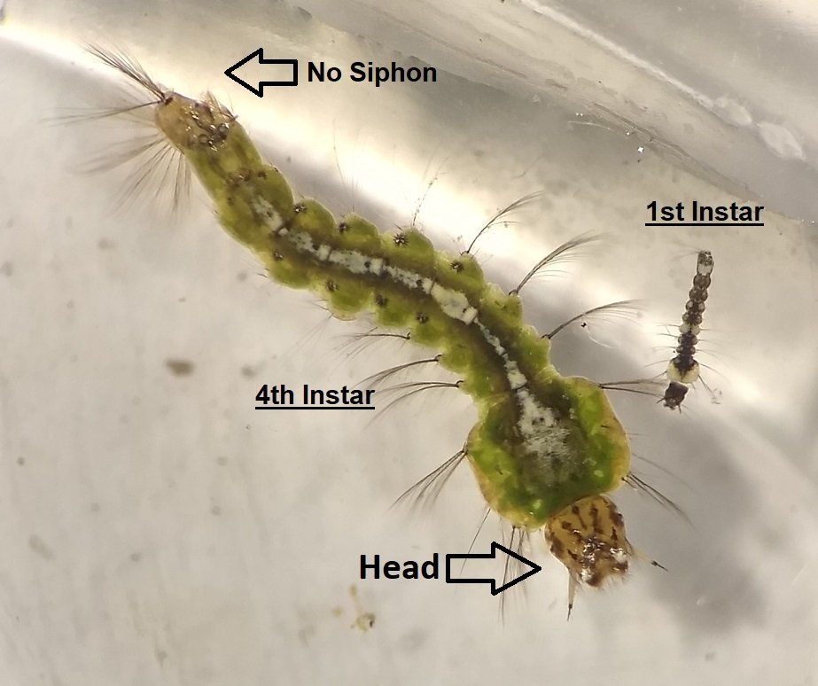 Anopheles Mosquito Eggs