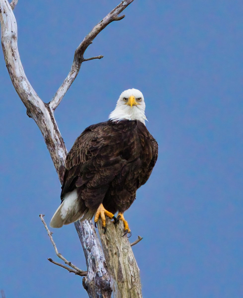 FriendsofOttawa's tweet image. Can't help but love these eagle stares 😍 
What is your favorite animal at Ottawa National Wildlife Refuge?
#ottawanwr #wildliferefuge