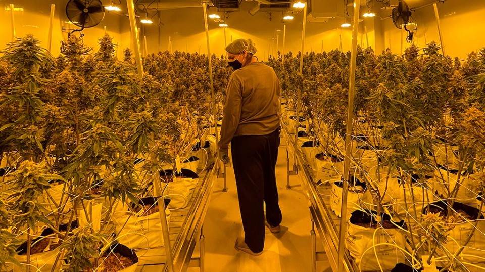 Indigenous participation in Canada's legal cannabis industry can be an important step towards economic reconciliation. Meet <a href="/redmarketbrand/">Red Market Brand</a> and <a href="/7evenLeaf/">SevenLeaf</a>, two First Nations cannabis companies blazing a trail in Canada’s legal cannabis industry: bit.ly/3IWPG6A