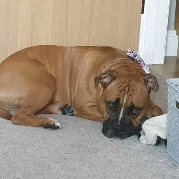 FindingFureverHomes tweet media