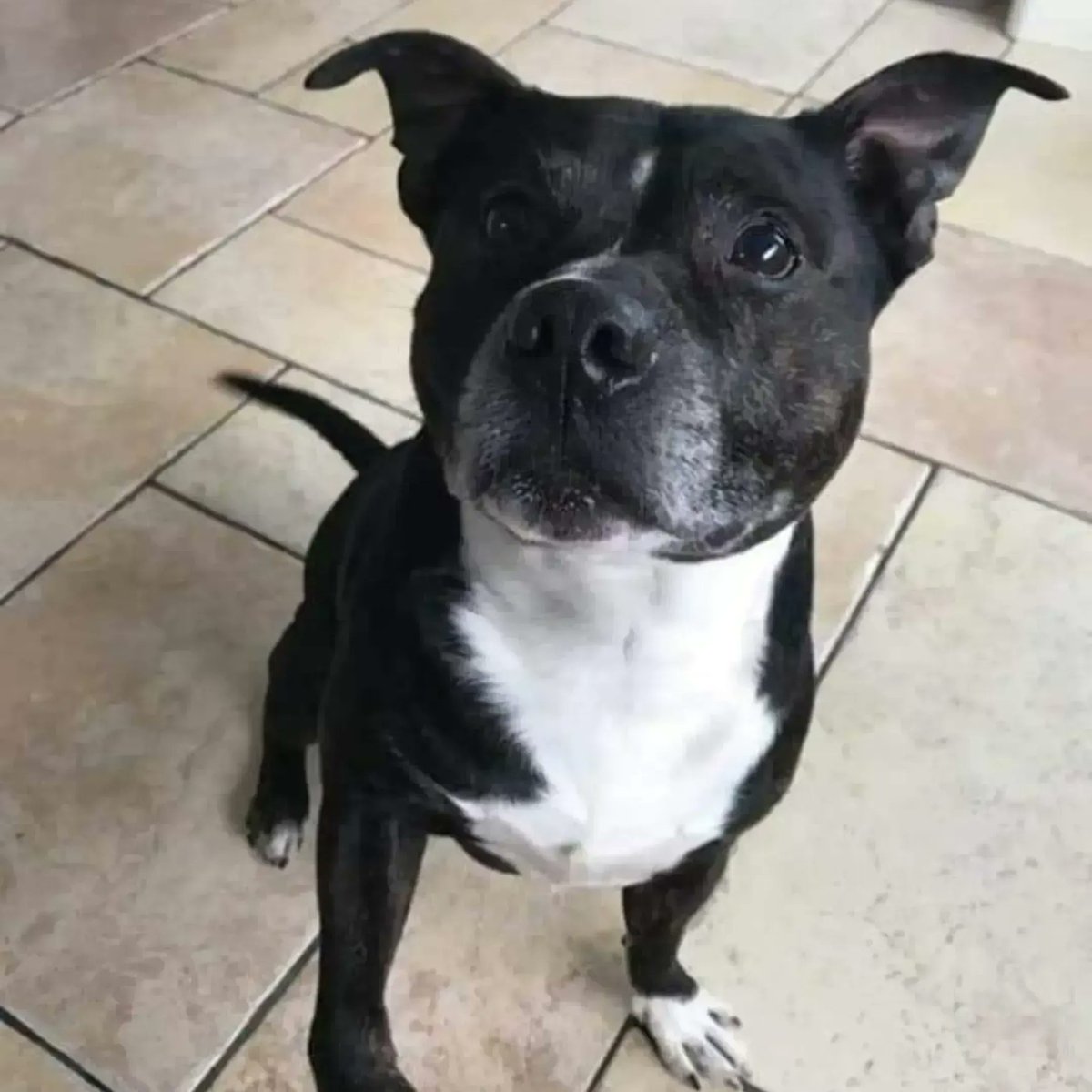 FindingFureverHomes tweet media