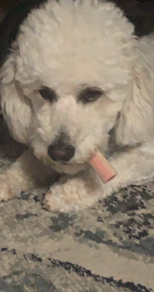 schlongslinga's tweet photo. #billzoasks heres my dog blazin a fat one 😈 https://t.co/q0hpgR20l0