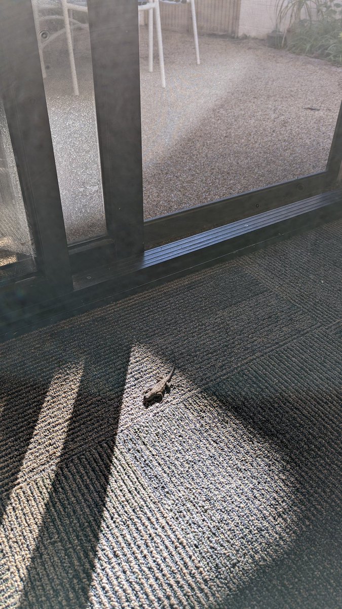 Got a little visitor to my office at City Hall this afternoon