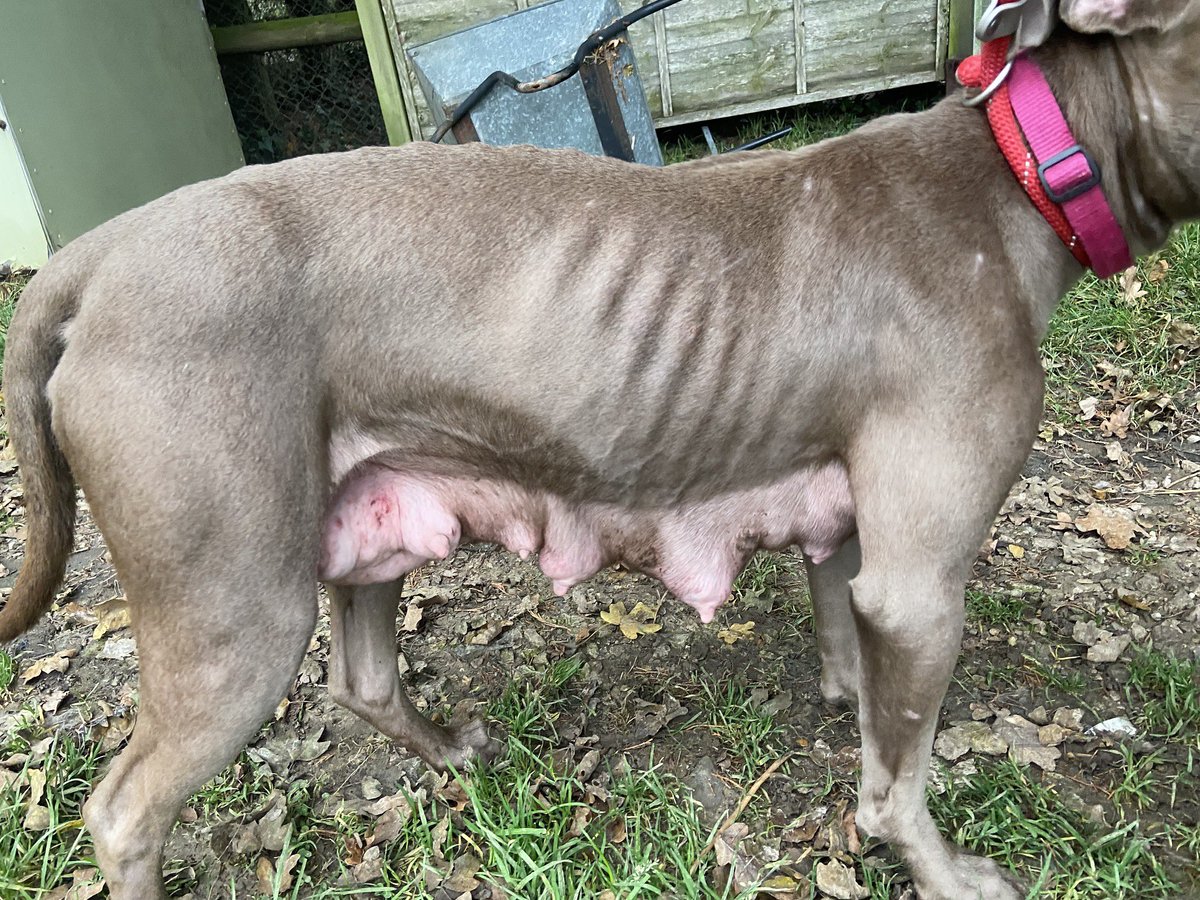 NWDogRescue's tweet photo. Please can you help? She’s been used, abused, neglected, over-bred and had no life whatsoever. The only interest they had was the value of her puppies, she’s never been inside or known a kind hand 😢 Kent. https://t.co/PRbVK3vc8n https://t.co/8wyMKOXRAA
