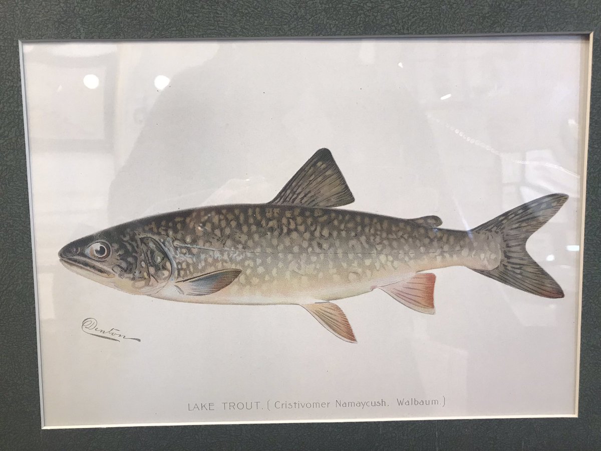MenschEmily's tweet photo. This is a formal apology to all my friends and family…. I went out with the intention of Christmas shopping for you all today, but instead got distracted for an hour in a shop with ~original~ 1800s chromolithographs of freshwater fish!!! 🤯 https://t.co/5aSon9jJx8