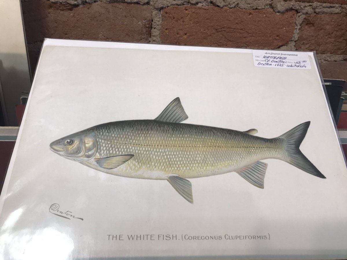 MenschEmily's tweet photo. This is a formal apology to all my friends and family…. I went out with the intention of Christmas shopping for you all today, but instead got distracted for an hour in a shop with ~original~ 1800s chromolithographs of freshwater fish!!! 🤯 https://t.co/5aSon9jJx8