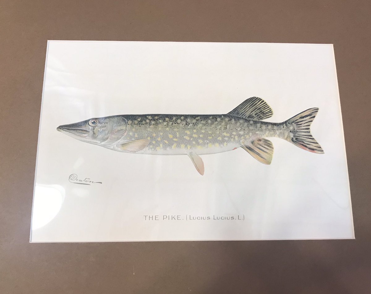MenschEmily's tweet photo. This is a formal apology to all my friends and family…. I went out with the intention of Christmas shopping for you all today, but instead got distracted for an hour in a shop with ~original~ 1800s chromolithographs of freshwater fish!!! 🤯 https://t.co/5aSon9jJx8