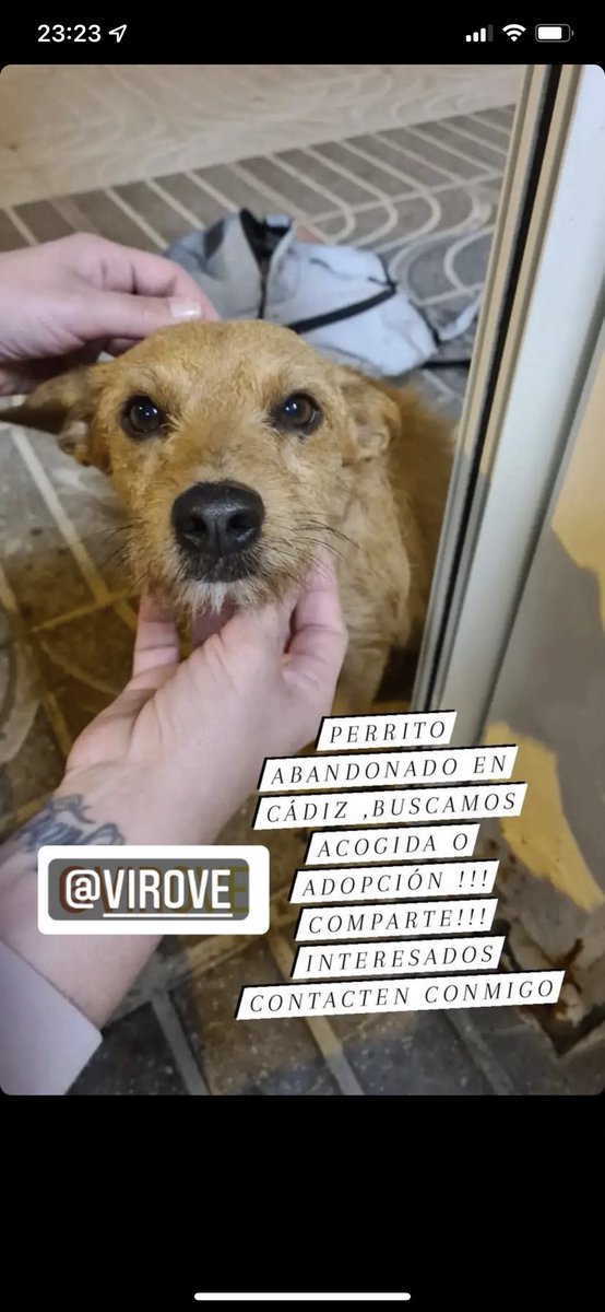 joseki52's tweet photo. Un rt no cuesta nada muchach@s! Podéis contactar por instagram 🙏 https://t.co/wJVH9c5uqA