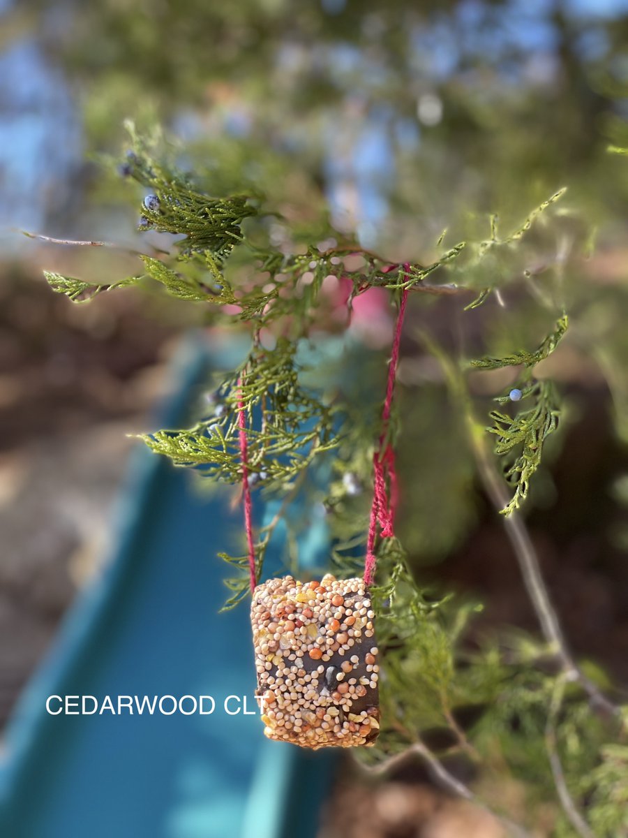 ceproject_clt's tweet photo. Have you considered decorating a real tree outdoors this holiday season? Our gift to you is this mini collection of environmentally friendly ideas from our #preschool. #CedarwoodCLT #naturetogether #forestschool #ecofriendlyornaments #holidays #elementaryprogram #preschoolprogram https://t.co/Fv32Dskhxe