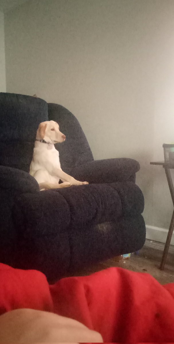 Cody_Redbeard's tweet photo. Believe what you want but she's legit watching @nwa my dog is a wrestling fan! https://t.co/gycAZipGBl