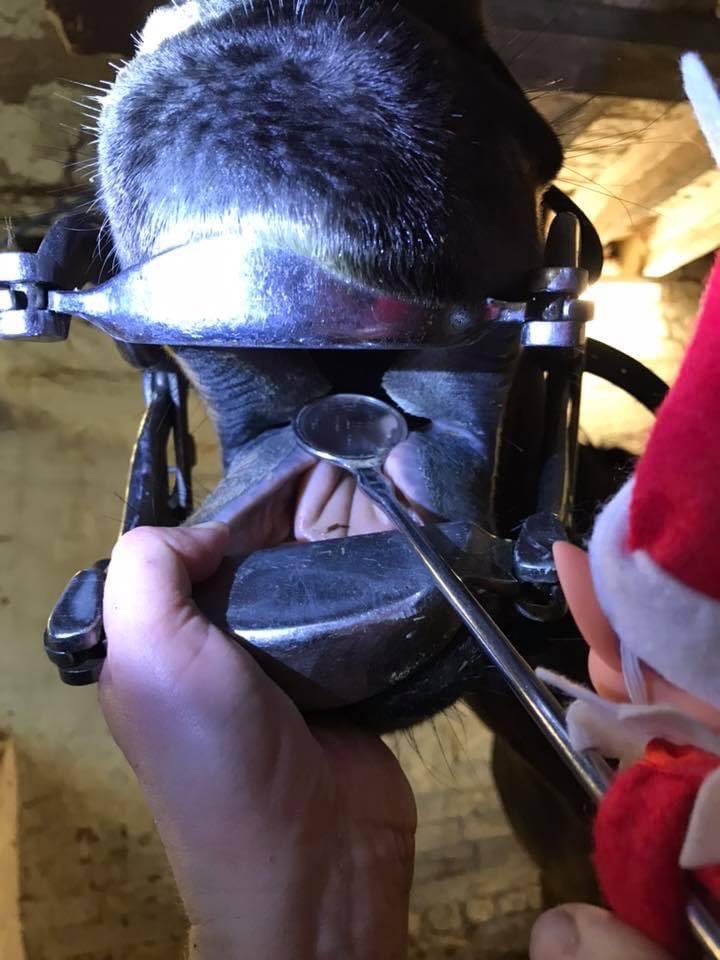 BakewellEquine's tweet photo. Bakewelf has been busy helping with some dentals - remember if there are 4 or more dentals booked in at the same yard the visit is free! https://t.co/WzDMo3S7pA