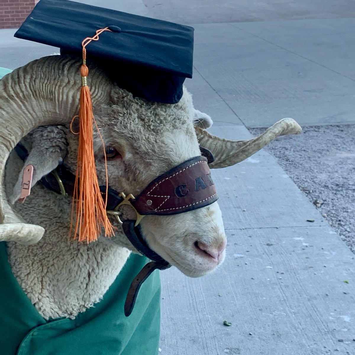 CSUCamtheRam's tweet image. Proud of ewe 💚🎓🐏
Congrats to my herd of #RamGrads getting those diplomas this weekend 🥳
#ClassOf2021 | #ColoradoState | @CSUAlumni | @ColoradoStateU