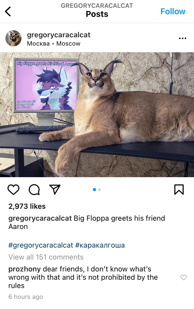 Gregory Caracal AKA Big Floppa - meme post - Imgur