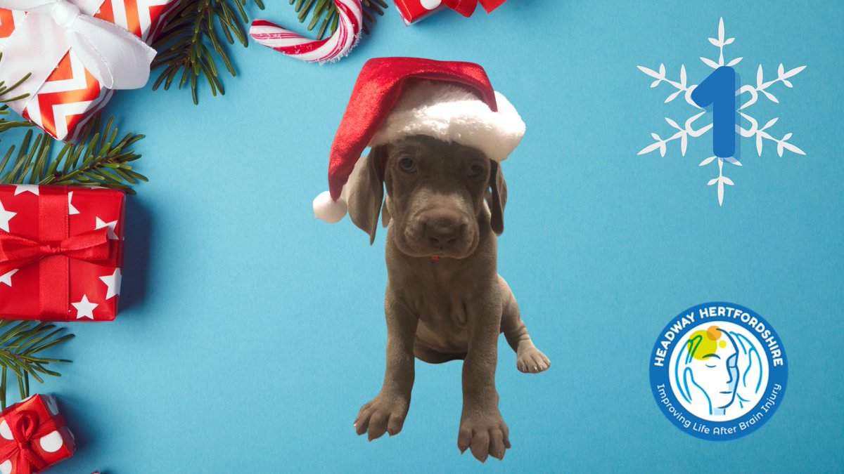 HeadwayHertfordshire (@headwayherts) on Twitter photo Meet Pup number 1 of our 12 Pups of Christmas. Our newest team members! #puppylove #MerryChristmas2021 Meet Pup number 1 of our 12 Pups of Christmas. Our newest team members! #puppylove #MerryChristmas2021