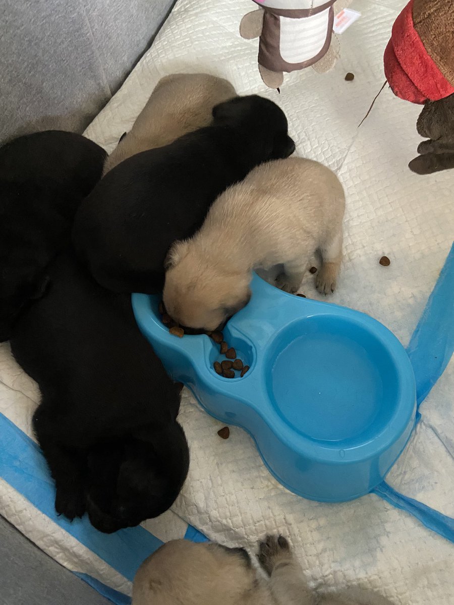 HealingNewcombs's tweet photo. Yay hip hip hurray I finally got these hungry babies to start trying to feed themselves https://t.co/nhwW0N0g0O