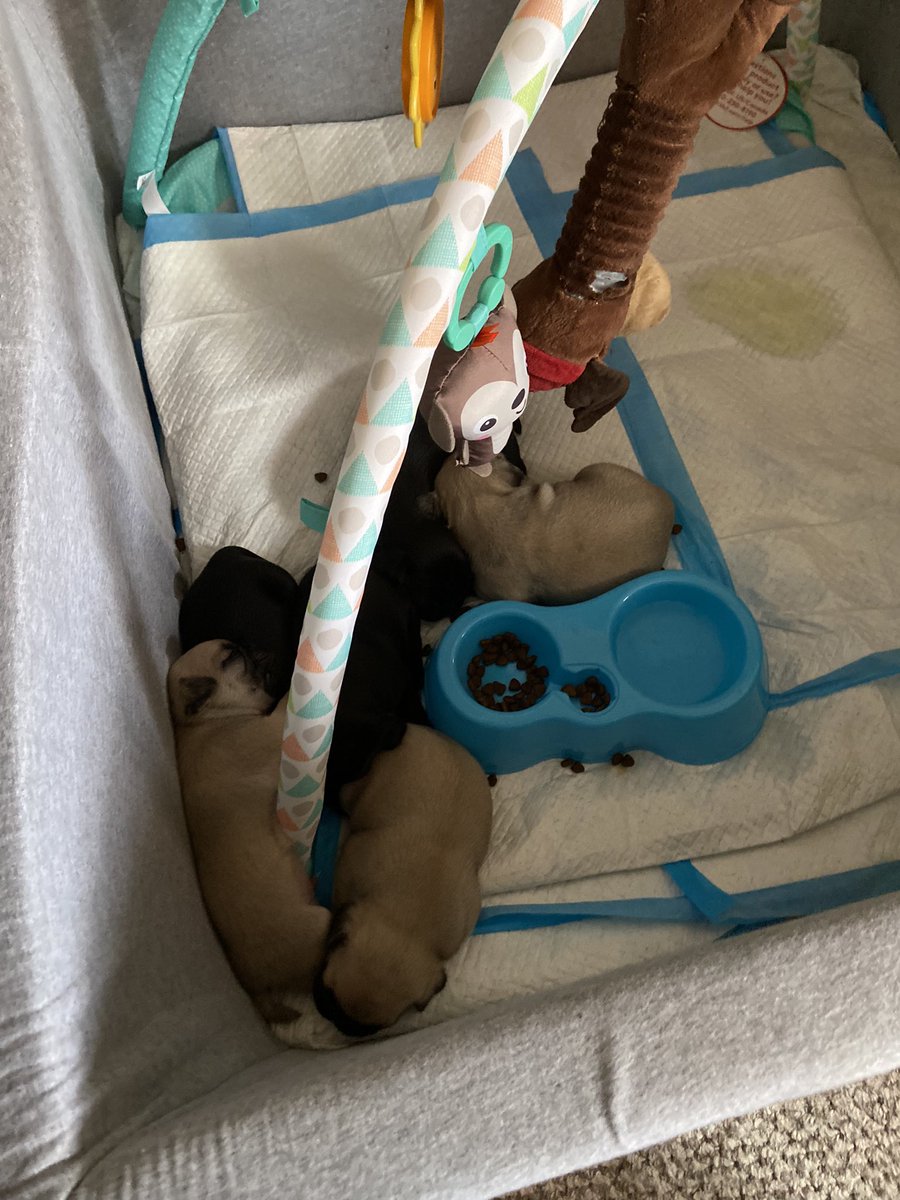 HealingNewcombs's tweet photo. Yay hip hip hurray I finally got these hungry babies to start trying to feed themselves https://t.co/nhwW0N0g0O