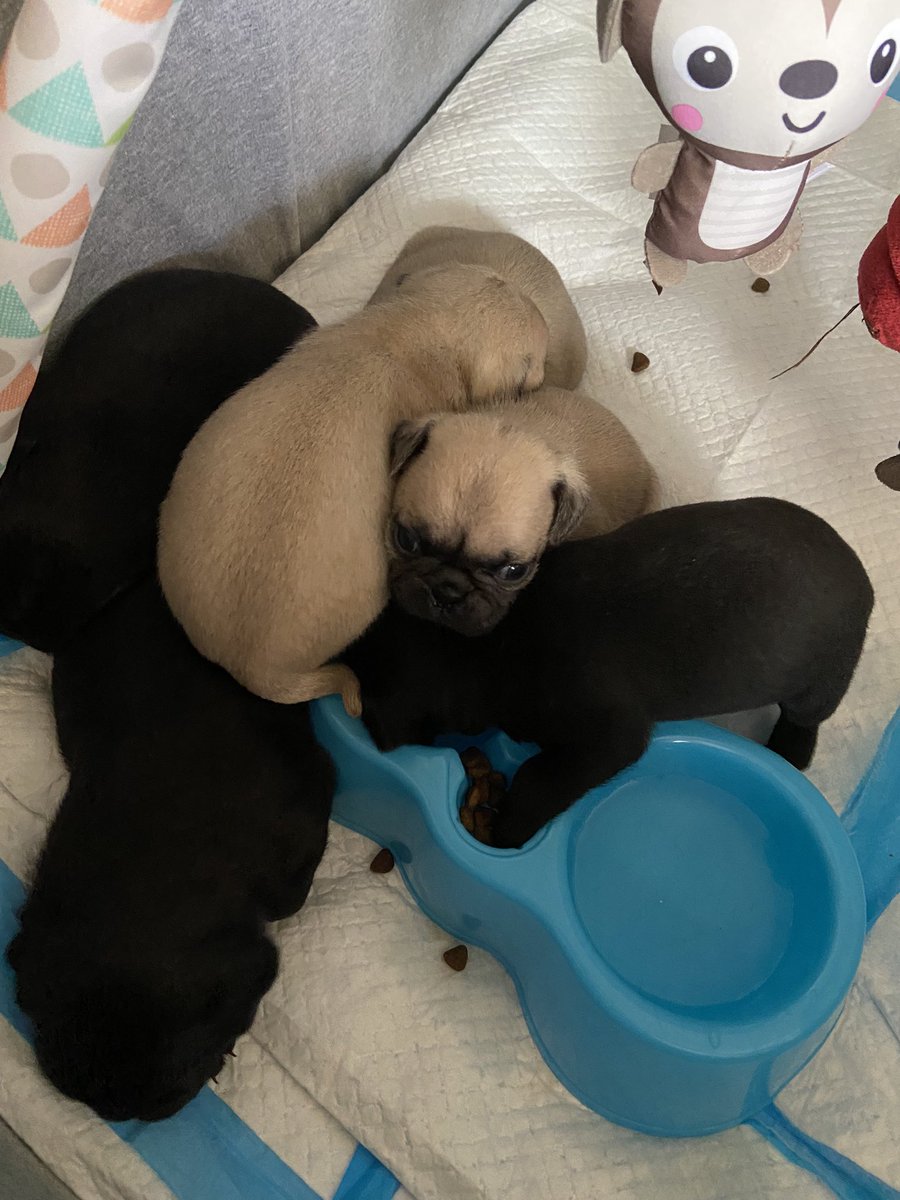 HealingNewcombs's tweet photo. Yay hip hip hurray I finally got these hungry babies to start trying to feed themselves https://t.co/nhwW0N0g0O