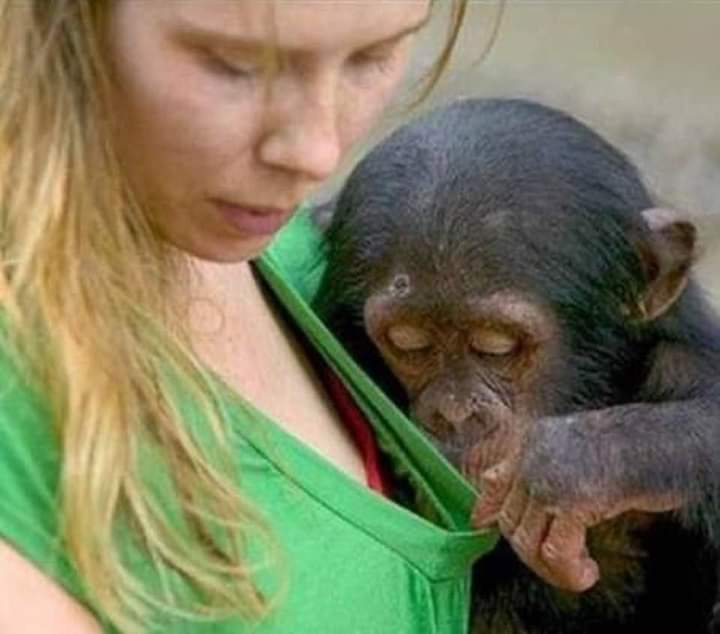 Шимпанзе девушку. Девушка и обезьяна. Обезьяна девочка. Девушка мартышка. Смешные обезьяны.
