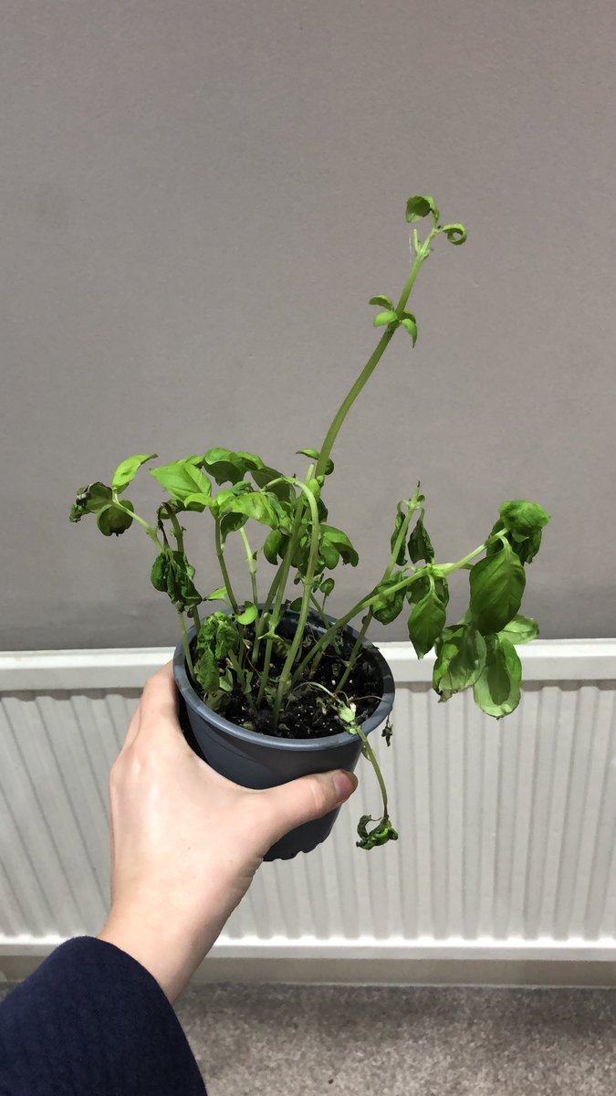 gemmaedgcombe's tweet photo. WHY DOES MY BASIL PLANT KEEP DYING FOR THE LOVE OF GOD 😪 #OLD https://t.co/Ao14FrPFpY