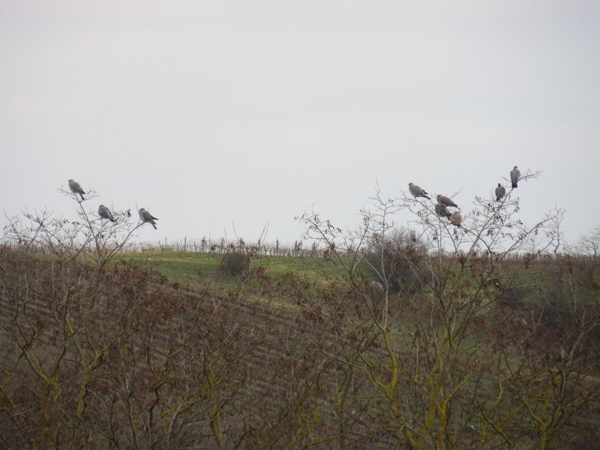 Kraweela's tweet photo. Spaziergang in der Nähe von #Harxheim #Rheinhessen https://t.co/1HNivbbXdH