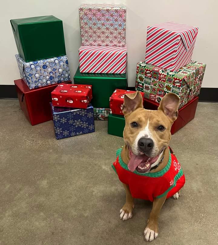 KarenSConniff's tweet photo. #Kavon #CLE #OH #ADOPT. #FOSTER Kavon is a very sweet, well-mannered, fun loving two year old guy! He listens well, loves people and belly rubs are his favorite.
With other dogs in playgroup, he's playful and social.
Email https://t.co/meXjJF3wcI. https://t.co/G7XycZttj1