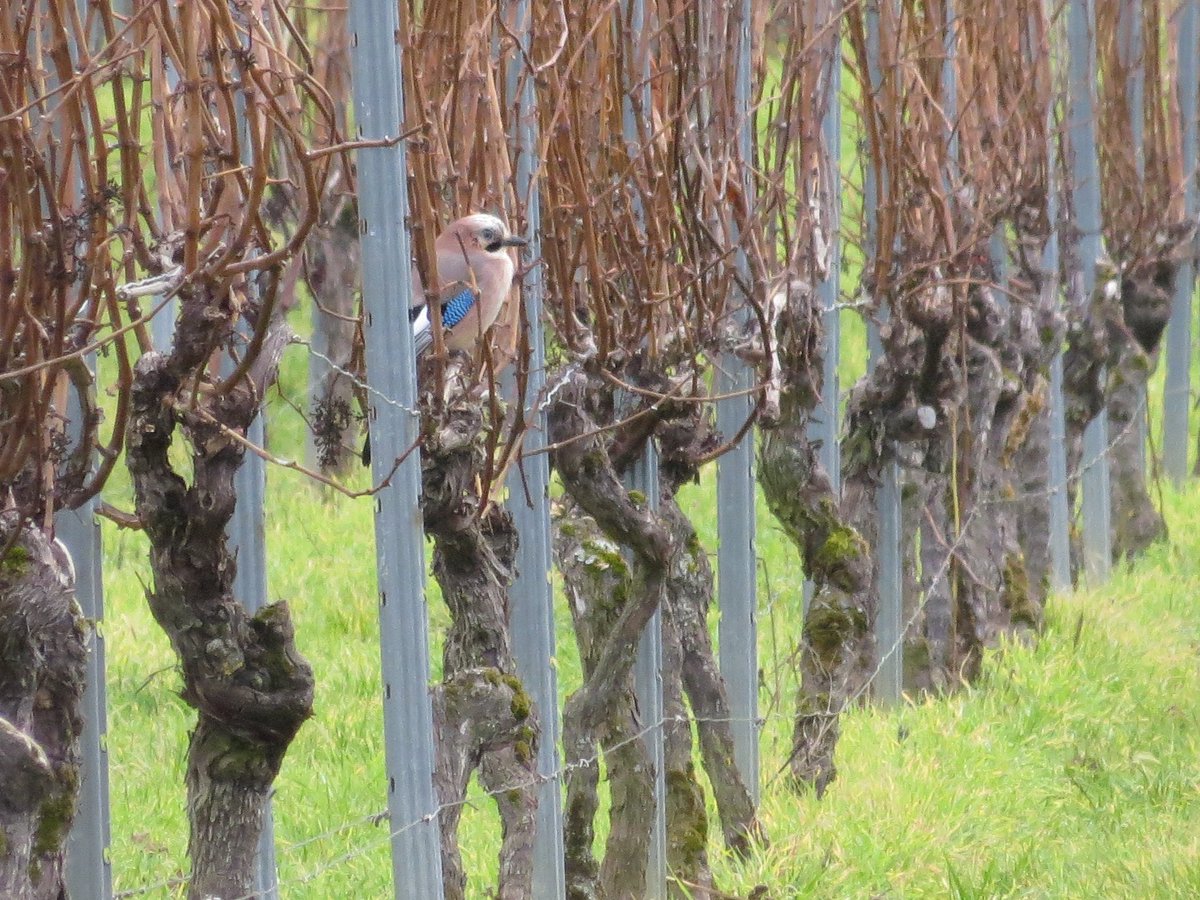Kraweela's tweet photo. Spaziergang in der Nähe von #Harxheim #Rheinhessen https://t.co/1HNivbbXdH