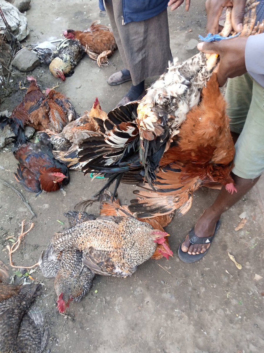 Chicken 🐓 Haven-Kenya tweet media