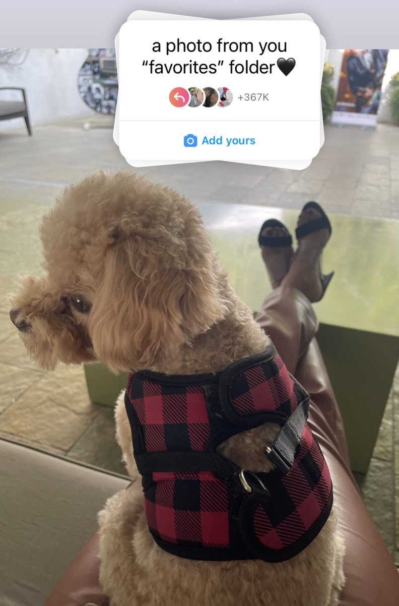 zoeftcandice's tweet photo. 🐶📸 | via insta story! https://t.co/ZFTpY1VJff