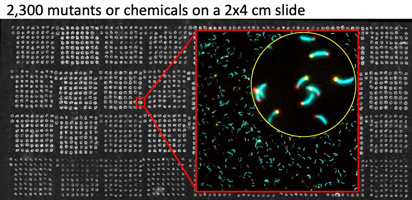 Brun Lab (@brunlabcaulo) on Twitter photo Please RT: We are looking for a postdoc or research associate/technician to join a multidisciplinary team on an antibiotic discovery project combining high-throughput microscopy, imaging AI, and chemical AI. See bit.ly/3F854La. Apply at brunABdiscovery@gmail.com. Please RT: We are looking for a postdoc or research associate/technician to join a multidisciplinary team on an antibiotic discovery project combining high-throughput microscopy, imaging AI, and chemical AI. See bit.ly/3F854La. Apply at brunABdiscovery@gmail.com.