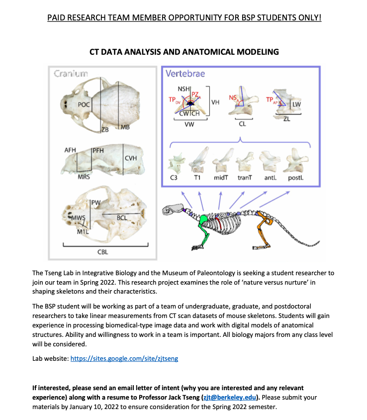 OMAC_evolution's tweet image. Berkeley folks, please spread the word! We're looking for an undergrad through the Biology Scholars Program to work on anatomical modeling! This student will work in a collaborative team with 3 other students and #TeamOMAC! Apps due by 1/10/22 to @Tseng_ZJ 

@MVZUCB @berkeleyIB