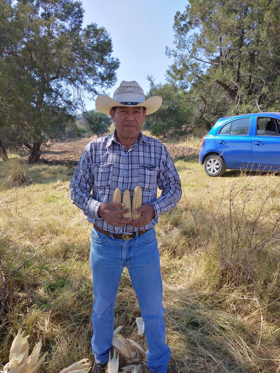emilaux_'s tweet photo. Estimación de rendimiento en maíz híbrido AZ-60 y toma de muestras para detectar hongos de micotoxinas en el grano en área de extensión del municipio de Ixtacuixtla, Tlaxcala. #CultivosParaMéxico @ACCIMMYT @tcasaya @JoseManRiveraM @Agricultura_mex @vmva1950  @poscosechaidp https://t.co/EeEim4yPAH