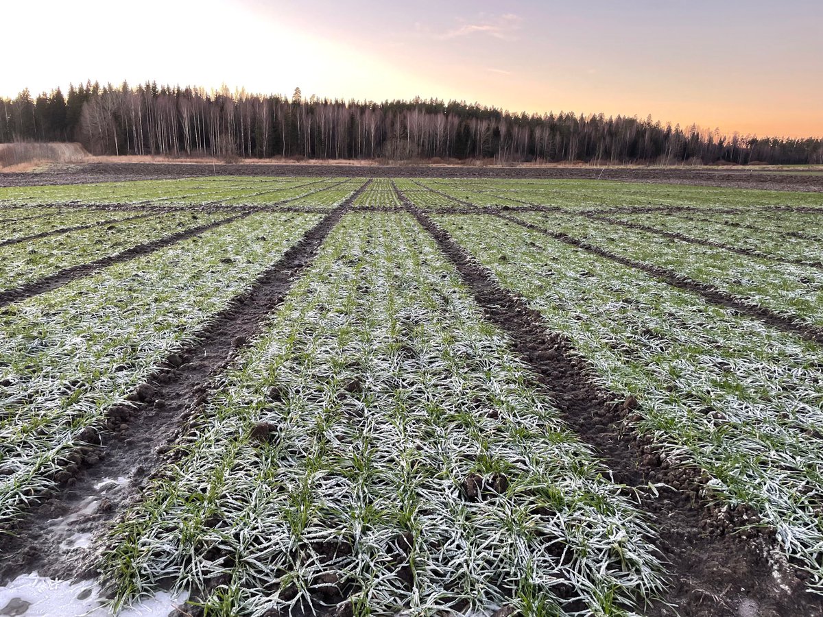 liespuu's tweet photo. This week’s soil frost and snow situation: avg. 40 cm frost, 0 cm snow. Big differences, 10-54 cm, between measurement points. #YaraKotkaniemi #Vihti #Finland https://t.co/PrxDWBKKaC