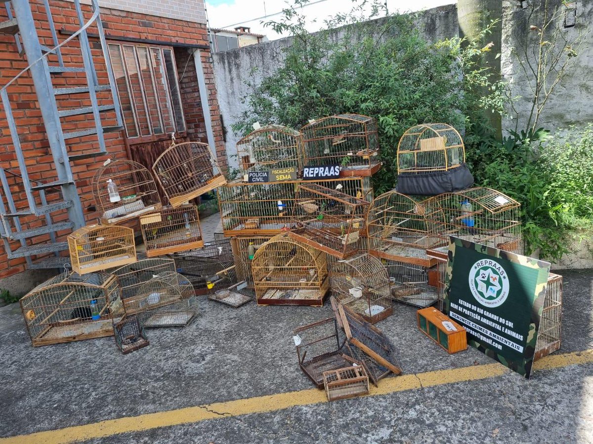 policiacivilrs's tweet photo. #OpArca, em Esteio, apreende 21 aves silvestres mantidas irregularmente em cativeiro e 1 ave doméstica que estava em situação de maus-tratos. Ações foram deflagradas nos bairros Parque Primavera, Parque Amador, Santo Inácio, Centro e São José. #DP_Esteio https://t.co/9Q599izpb3