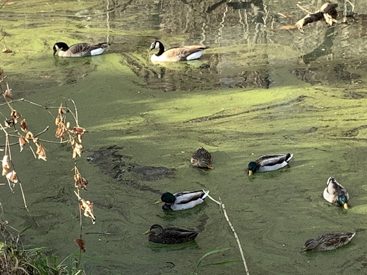 Run_itt's tweet photo. Had to take a break from #grantreview-tasks and enjoy the beautiful mid-December weather and nature @COcanalNPS @CanalTowpath #DuckMigration #GlobalWarming https://t.co/skfZNkItOm