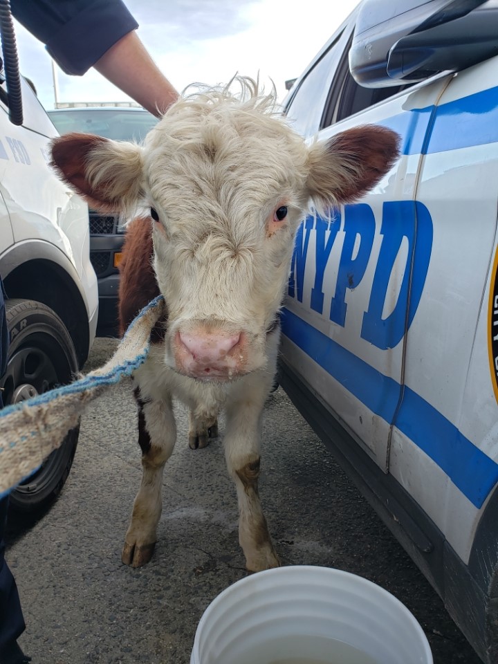 an upclose look at the cow's cute face after being rescued