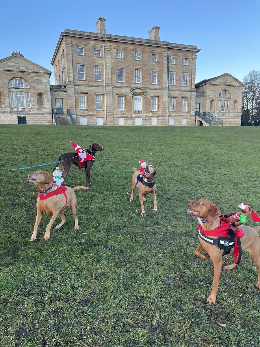 samjc001's tweet photo. @Cusworth_Hall The dogs enjoying a run around Cusworth Hall with their festive friends. https://t.co/ACzCX0Bhuy