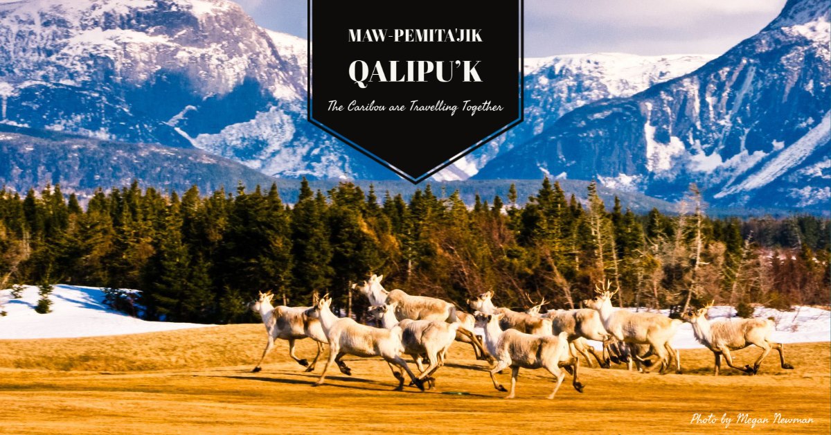 Qalipu2011's tweet photo. Maw-pemita'jik Qalipu'k - Top News This Week - https://t.co/k4U7NZA7Uc https://t.co/FENVTgLbgp