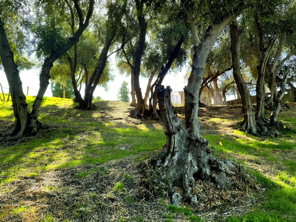 Barnsdall Art Park Foundation (@barnsdallfndn) on Twitter photo Working closer toward our mission to plant new trees within <a href="/barnsdall/">Barnsdall Art Park</a>'s historic olive grove, the <a href="/BarnsdallFndn/">Barnsdall Art Park Foundation</a> has created three ways for you to join our community of kindred spirits dedicated to the revitalization of this beloved landscape: barnsdall.org/donor-groups Working closer toward our mission to plant new trees within <a href="/barnsdall/">Barnsdall Art Park</a>'s historic olive grove, the <a href="/BarnsdallFndn/">Barnsdall Art Park Foundation</a> has created three ways for you to join our community of kindred spirits dedicated to the revitalization of this beloved landscape: barnsdall.org/donor-groups