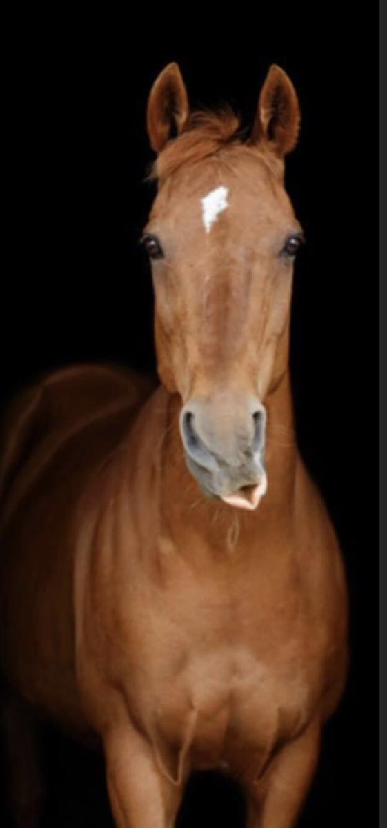 Mad Moose (@madmoosentd) on Twitter photo Hello lovely followers. I had a professional photo shoot recently with Rose from <a href="/daydream_equine/">Daydream Equine</a>. Donโt I look handsome (although I did get a bit cheesed off by the end)๐คฃ ๐๐ Hello lovely followers. I had a professional photo shoot recently with Rose from <a href="/daydream_equine/">Daydream Equine</a>. Donโt I look handsome (although I did get a bit cheesed off by the end)๐คฃ ๐๐