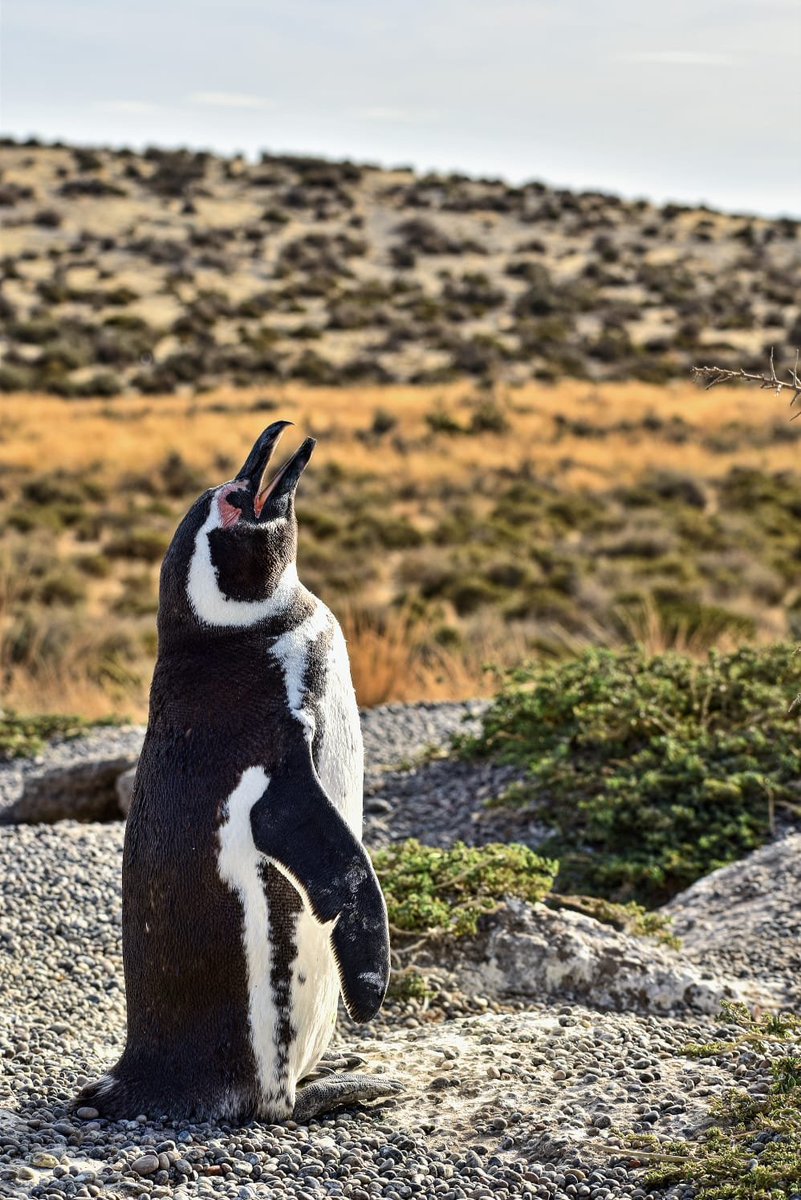 Tiaguito812's tweet photo. CHUBUT. 
Se aprobó la zonificación minera en la provincia.
Si compartiste videos de gente en kayak acariciando ballenas, pingüinos bonitos, paisajes hermosos de la cordillera, recordá que todo eso también está en juego. Por favor, compartí esto.

HILO+ https://t.co/L9iRhRF35o