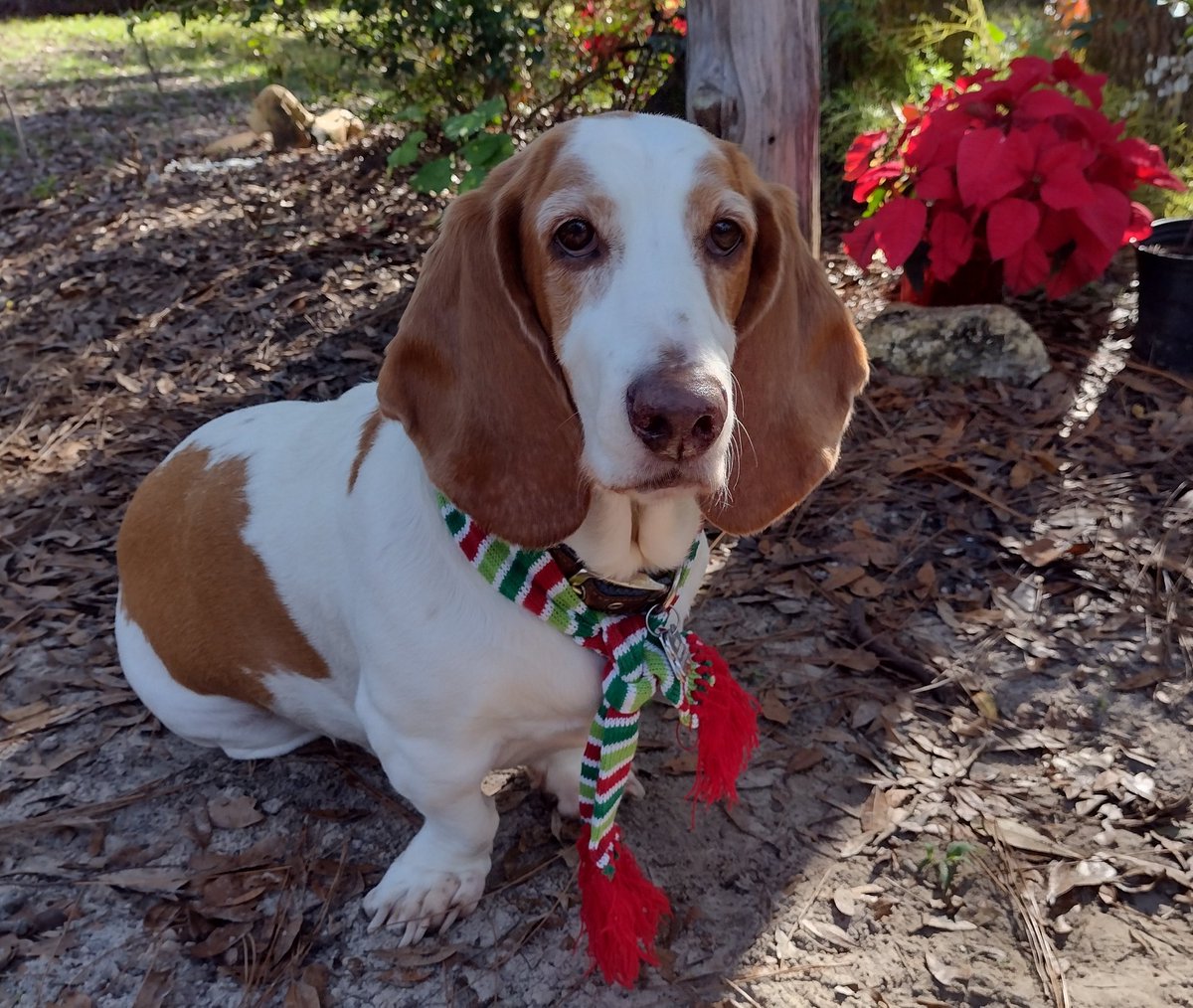 I can tell that it's getting closer to Christmas because I got a new holiday scarf! #FestiveFriday #HappyHolidays2021 #dogsofTwitter  #bassethound #dogs