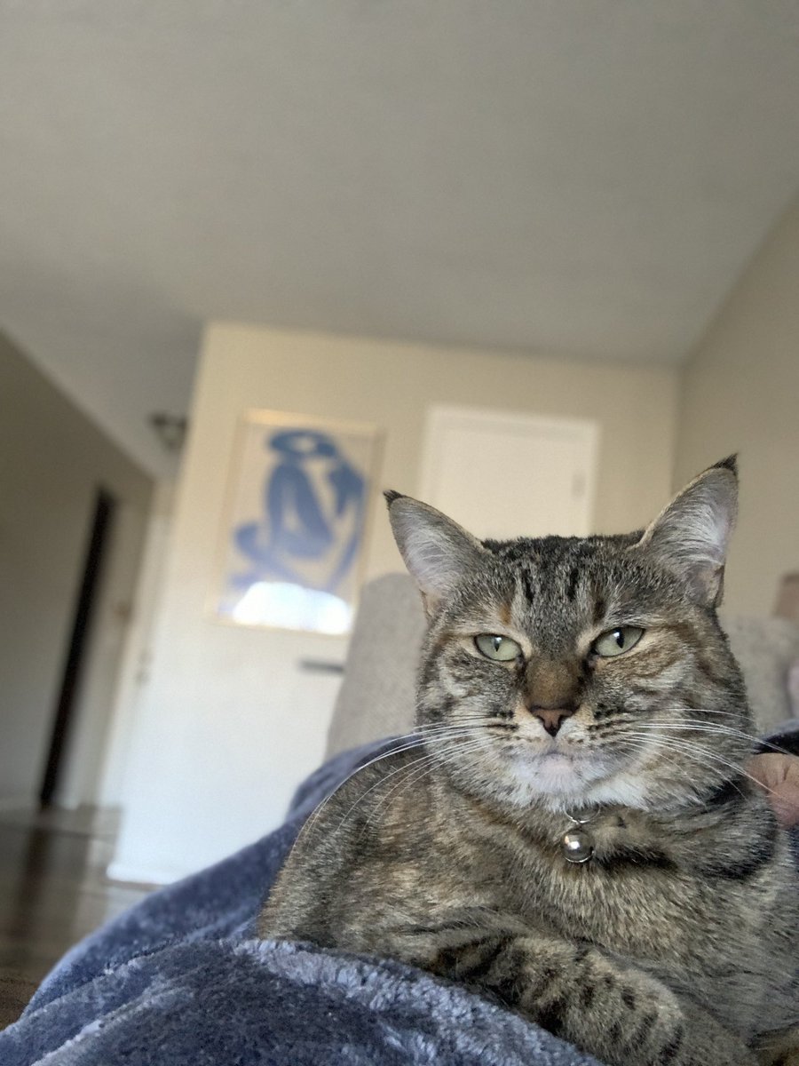 dmilz_'s tweet photo. I literally have the cutest cat in the world ❤️ https://t.co/s2JOBvBToA
