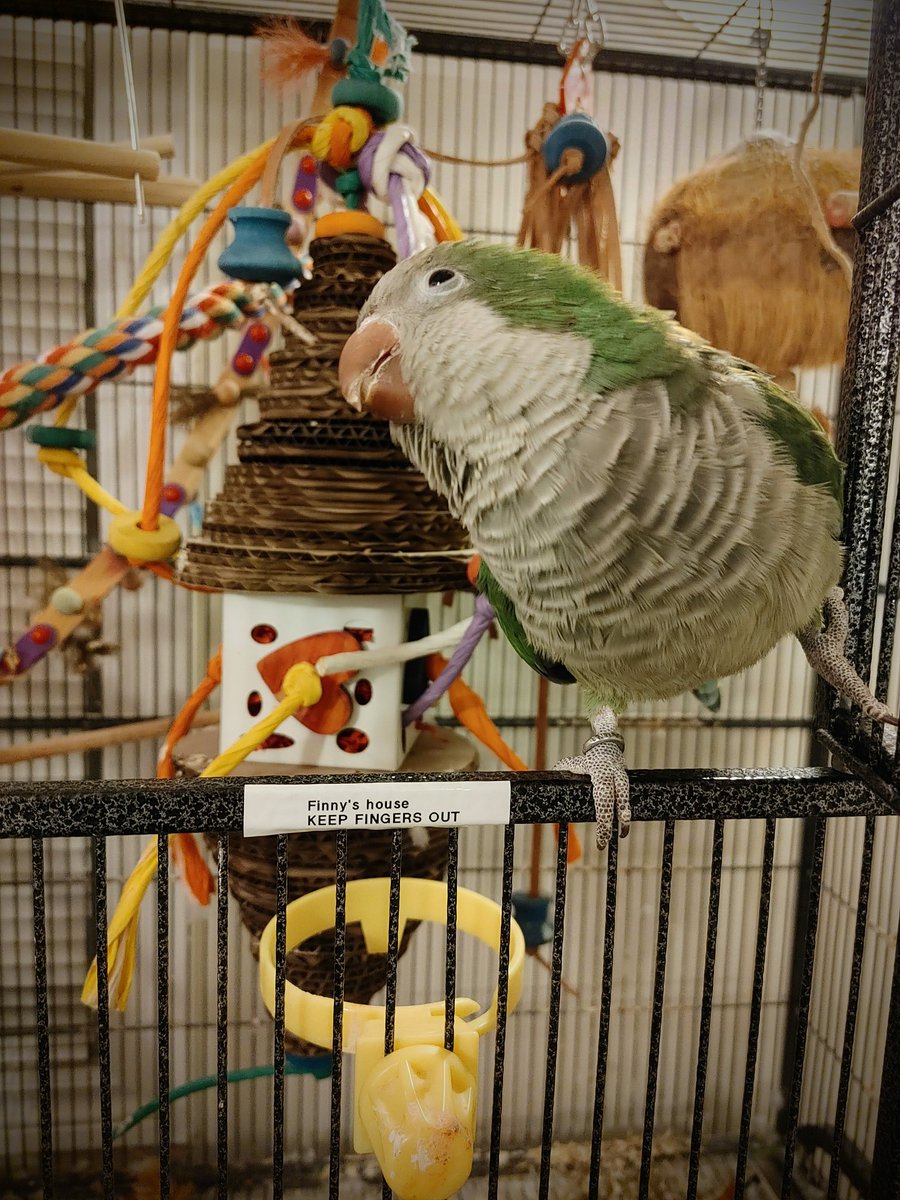 Rebecko 🦎 tweet media