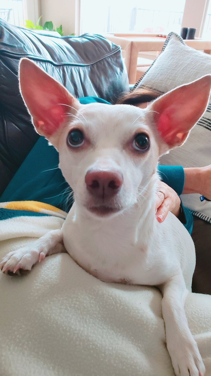 Chris Graff tweet media