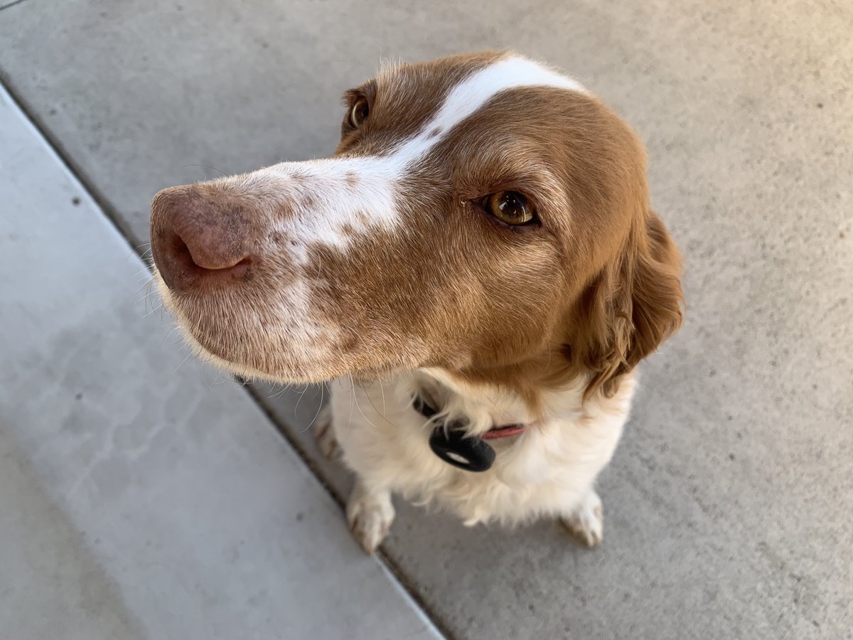 TetonCountySAR's tweet photo. Meet Tim and Kula, on the fifth day of Christmas. Tim has been a TCSAR volunteer since 1993 and continues to go out on rescues. Kula is always there when he gets back. https://t.co/P69PSY6Kg1