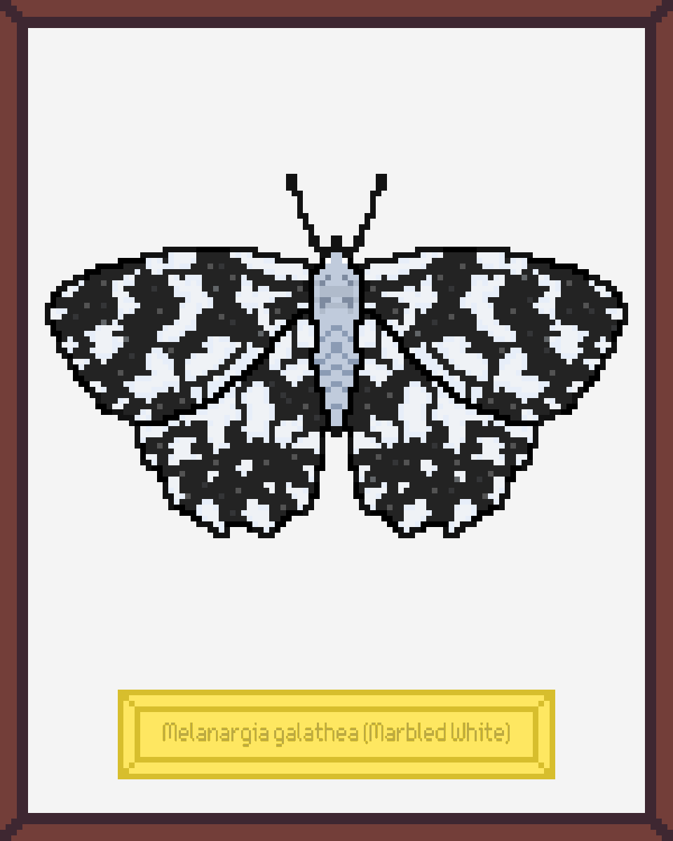 ButterfliesNFTs's tweet photo. One of the butterflies from second drop. Collecting NFT butterflies is what anyone can afford  without harming nature 🦋🦋🦋 500 handcrafted  #NFT real butterflies created in collaboration with @bit_colors

https://t.co/DDKB3dV0OE

 #NFTs #NFTCommunity #nftcollector https://t.co/qfNKw5jsoq