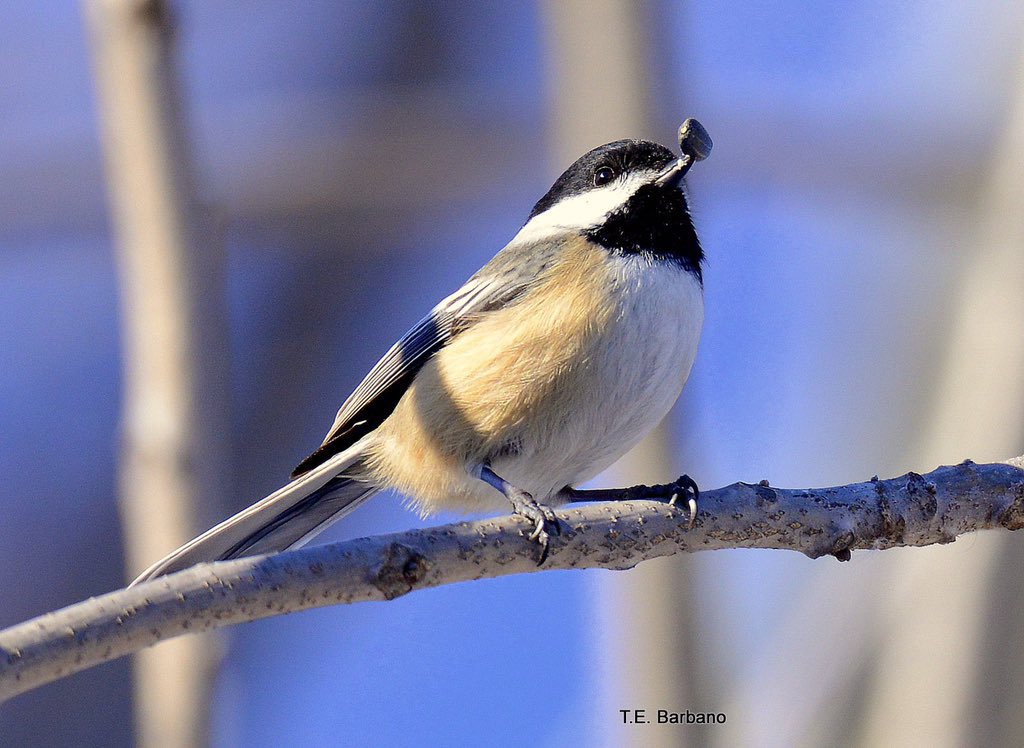 My fascination with this other cute little bird the black-capped chickadee western New York