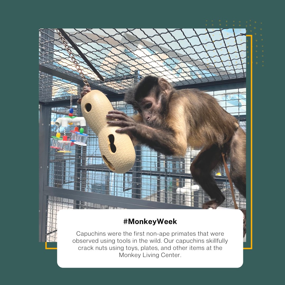envisioning541's tweet photo. Luckily, none of them have tried to actually crack THIS nut-they just love hunting for hidden treats! Make a gift for #MonkeyWeek! https://t.co/M5kYaT0gwO  

#MonkeyHelpers #Monkey #Capuchin #MonkeyChow #MonkeysOfInstagram #HelpingHands #HelpTheHelpers #Donate #MonkeyLivingCenter https://t.co/T4KBaCSs5s