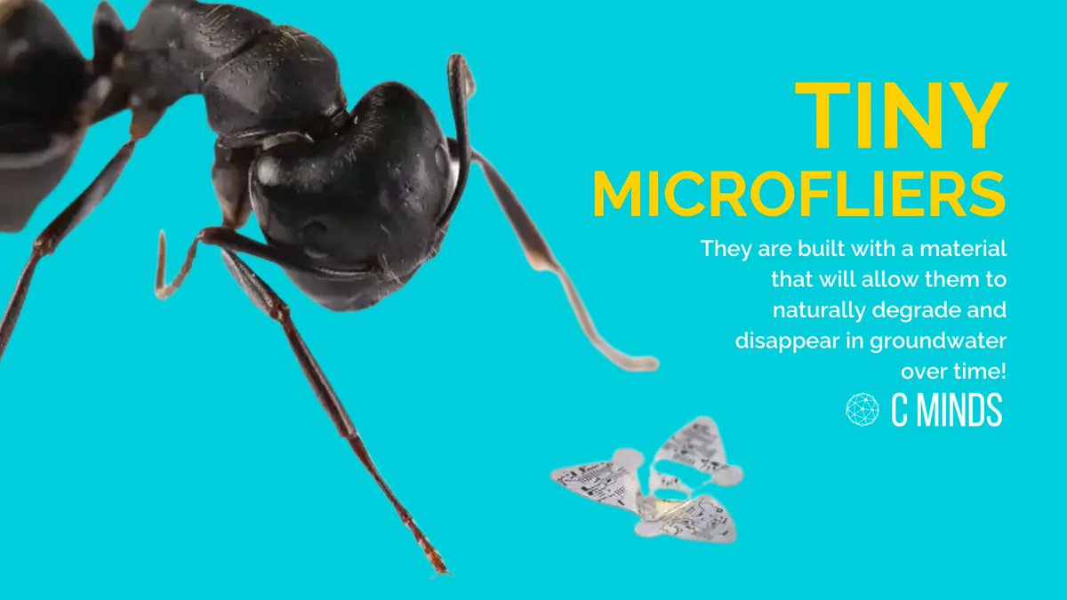 CMinds_co's tweet photo. Did someone say flying #microchips? Yes, we did❗ This device, as small as a grain of sand, can be carried by the wind while monitoring such things as #pollution levels or the spread of airborne diseases. 🦟
Find out more about the #microflier here: https://t.co/KAvE5iIQ03 https://t.co/gYAAGqKjIm